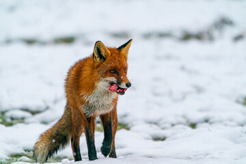Naklejka na ściany i meble Red fox (Vulpes vulpes) in winter Bialowieza forest, Poland. Selective focus