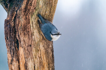 Eurasian nuthatch (Sitta europaea) in winter Bialowieza forest, Poland. Selective focus
