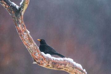 Fototapeta premium Euroasian Blackbird (Turdus merula) in Bialowieza forest, Poland. Selective focus