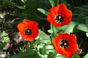 three red tulips