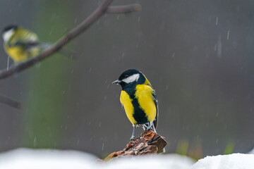 Great tit (Parus major) in Bialowieza forest, Poland - selective focus