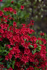 Fototapeta na wymiar Rhododendron mucronulatum, Korean rhododendron rosebay Azalea shrub flowers blooming in spring in Korea