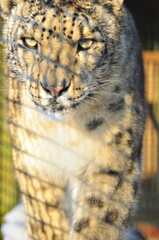 Fototapeta premium Animals are a traditionally (since the time of Aristotle) distinguished category of organisms, currently considered as a biological kingdom. Animals are the main object of zoology study.