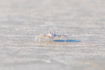 Crab in small size on the sand beach in the morning time.
