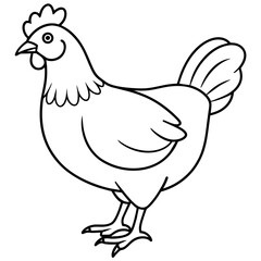    chicken vector illustration with line art.
