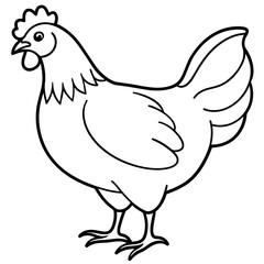    chicken vector illustration with line art.
