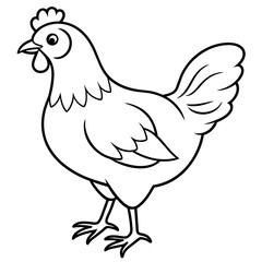    chicken vector illustration with line art.
