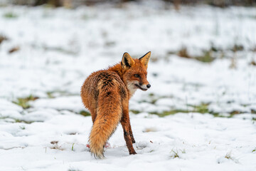Red fox (Vulpes vulpes) in winter Bialowieza forest, Poland. Selective focush