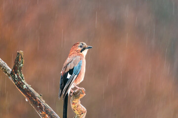 Eurasian Jay (Garrulus glandarius) in Bialowieza forest, Poland - selective focus