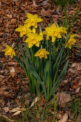 Daffodils in the garden in spring.