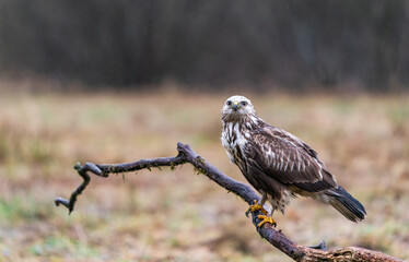Common Buzzard (Buteo buteo) in Bialowieza forest, Poland. Selective focus