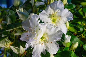 White rhododendron in spring in May.