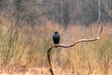 Obraz premium Raven (Corvus corax) in Bialowieza forest, Poland. Selective focus