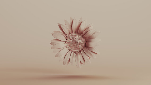 Sunflower flower blossom neutral backgrounds soft tones beige brown pottery background 3d illustration render digital rendering
