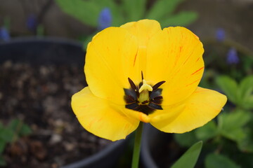 yellow big tulip