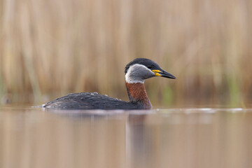 red-necked grebe water bird