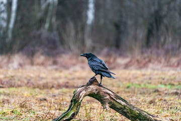 Fototapeta premium Raven (Corvus corax) in Bialowieza forest, Poland. Selective focus