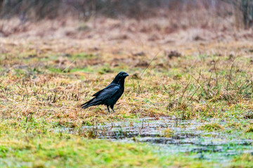 Raven (Corvus corax) in Bialowieza forest, Poland. Selective focus