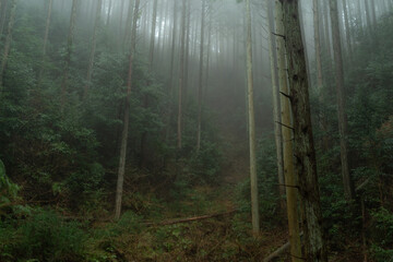霧に覆われた森 - obrazy, fototapety, plakaty