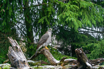 Eurasian goshawk (Accipiter gentilis) in Bialowieza forest, Poland. Selective focus