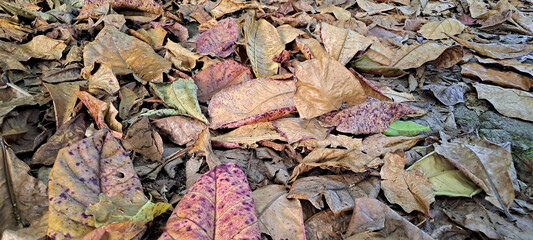 dry leaves from scattered teak trees	
