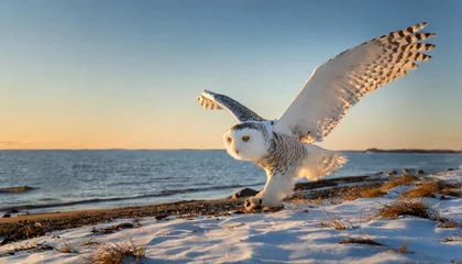 Foto op Canvas the snowy owl bubo scandiacus also known as the polar owl the white owl and the arctic owl on the shore lake michigan in winter during migration from the north © Michelle