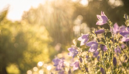 beautiful purple campanula blossoms growing towards the sunlight with green dreamy bokeh background and copy space