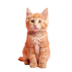 Small orange kitten on Transparent Background