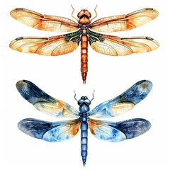 Two bright watercolor dragonflies are ideal for decorative elements, scientific research and environmental themes. Graceful insects with detailed wings suitable for educational design