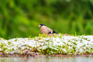 Eurasian bullfinch female (Pyrrhula pyrrhula) - selective focus