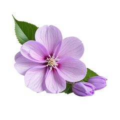 Obraz premium Lilac Flower in PNG format with transparent background