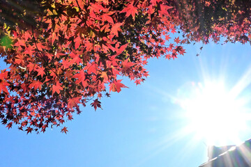 紅葉と光