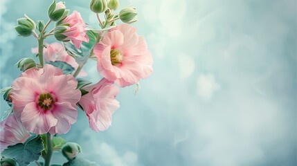 The illustration of close-up of pink Hollyhock with some space for text. - obrazy, fototapety, plakaty