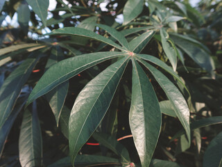 Cinematic close up cassava leaves
