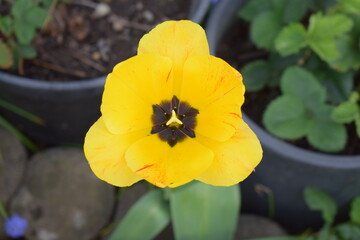 wide open yellow tulip