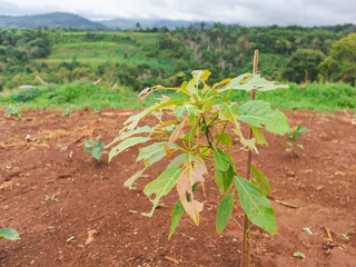 Avocado sapling that was injured by pests