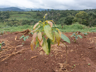 Avocado sapling that was injured by pests