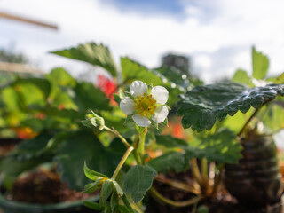 Close up of strawberry flowers