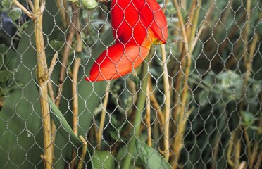 Rote Tulpe hinter Metalldrahtzaun mit Netzmuster in Garten bei Sonne am Abend im Frühling