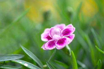 closeup up on beautiful pink flower of carnation-dianthus chinensis- blooming  in a garden - 778796836