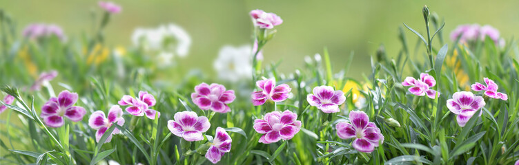 banner of beautiful pink flowers of carnation blooming in a garden - 778796838