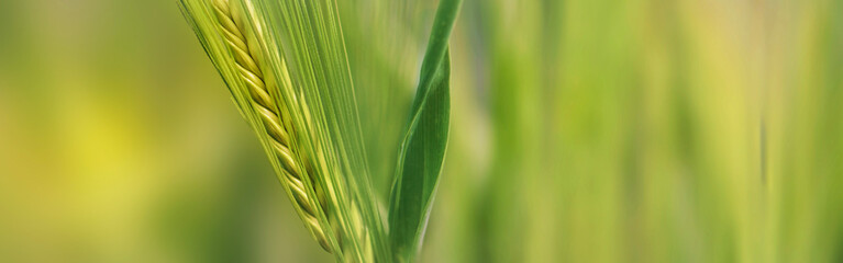 closeup on  seeds in ear of bearded cereal growing in a field on green blur background - 778796842