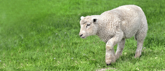 cut white lamb walking in a green grass in a meadow. - 778796847