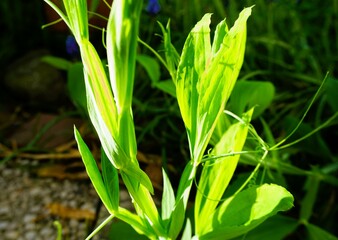 Grüne Graspflanze im garten bei Sonne am Morgen im Frühling