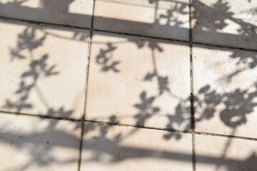 plant shadow on the floor