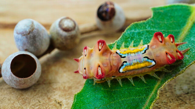 LIMACODIDAE  . Slug Moths Caterpillars . Cup Moths Caterpillars. Sydney nsw Australia."Spitfires"  "Battleships"  "Warships" Caterpillars