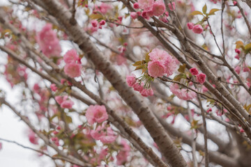 Cherry blossoms in Hong Kong