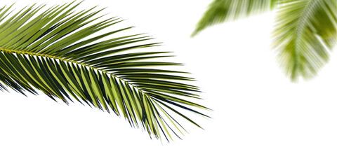 Fototapeta na wymiar Palm leaves on transparent background