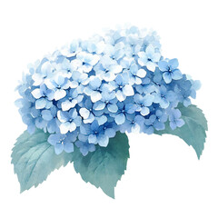 青い紫陽花のイラスト