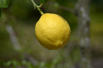 レモンの実